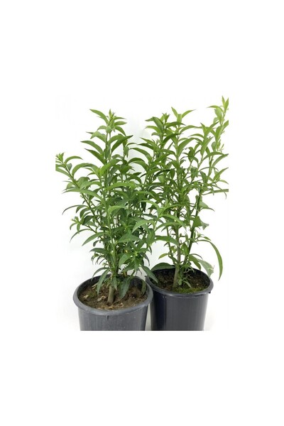 Mimoza Akşam Gece Sefası Kolonya Limon Çiçeği Melisa 2 Adet 20-40 cm