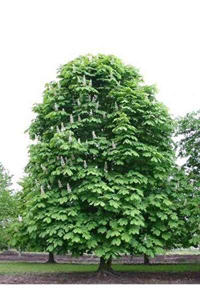 fidanistanbul At Kestanesi Ağacı Aesculus hippocastanum 100 cm 3 4 yaş