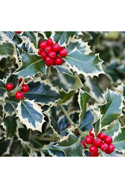 bitkifidan Alacalı Çoban Püskülü Bitkisi