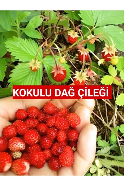 Nutyen 20 Adet Karadeniz Kokulu Yabani Dağ Çileği Fidesi Açık Köklü (10-20 CM)