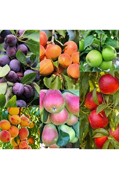 Doğan Fidancılık Erik,kayısı,elma,şeftali,armut,nectarin 6lı Fidan Paketi Tüplü 2,3 Yaşında 120 ,160 Cm Arası