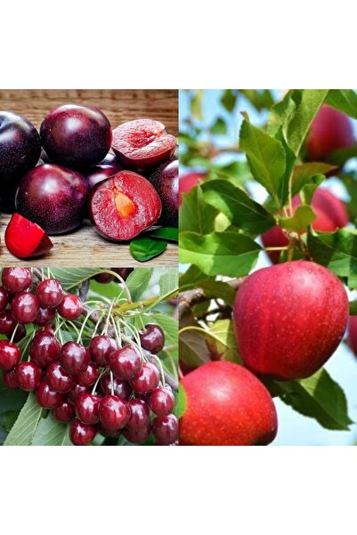 Doğan Fidancılık Kırmızı Erik,Kırmızı Elma, Kiraz 3 lü paket 120,160 cm arası...