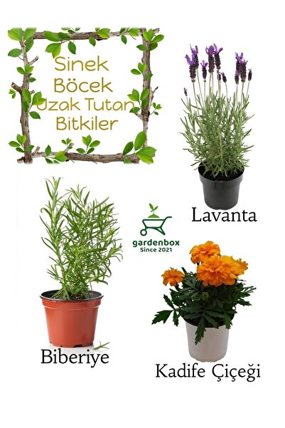 Nura Botanik Sinek Böcek Kovucu Bitki Seti Lavanta+Biberiye+Turuncu Kadife Çi...