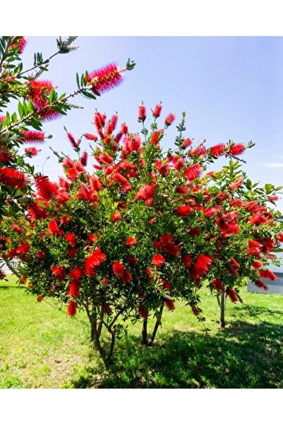 Tunç Botanik FIRÇA ÇALISI CALLİSTEMON 3 ADET (80-100 CM) ÇİÇEKLİ PEYZAJ/ÇİT B...
