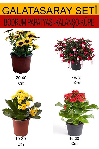 Gardenbox Takım Seti Bodrum Papatyası+Küpeli+ Sarı- Kırmızı Kalanşo