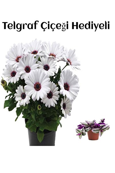 Nura Botanik Hediyelik Beyaz Renk Bodrum Papatyası Sevgilier Gününe Özel TELG...