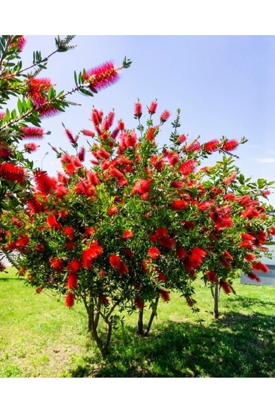 Tunç Botanik FIRÇA ÇALISI CALLİSTEMON 80-100 CM - ÇİÇEKLİ PEYZAJ/ÇİT BİTKİSİ