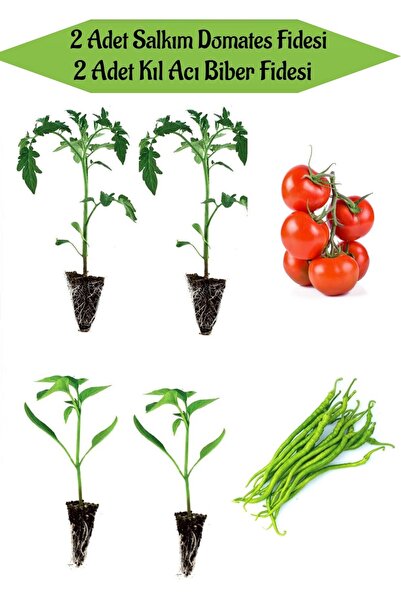 Gardenbox Fide Seti 2 Adet Salkım Domates Fidanı+ 2 Adet Kıl Acı Biber Fidanı