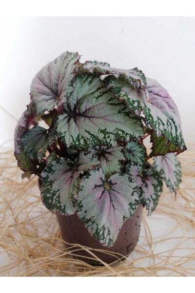 Gardenbox Videolu Rex Begonya Yaprak Güzeli 1 Adet Saksılı 15-30cm Iç Mekan E...