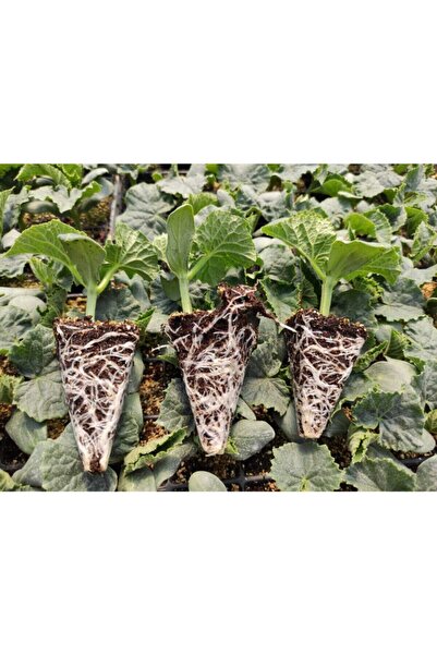 Gardenbox Hıyar Salatalık Fidesi Yerli Tohum (ata Tohum) 10 Adet Bol Verimli