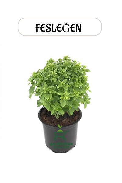 Gardenbox Dolgun Saksılı Dolgun Formlu Fesleğen Fidesi 15-25Cm Ocimum basilicum