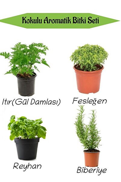 Gardenbox Aromatik KOKULU Mutfak Seti Itır Çiçeği+Fesleğen+Reyhan+Biberiye Fi...