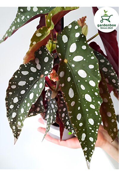 Nura Botanik İthal Çilli Begonya Çiçeği Dolgun Formlu Kırmızı Çiçekli 1 ADET ...