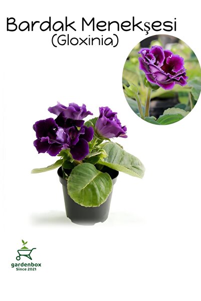 Nura Botanik Koyu Mor Gloxinia Bardak Menekşesi 1 ADET Saksılı 10-15Cm