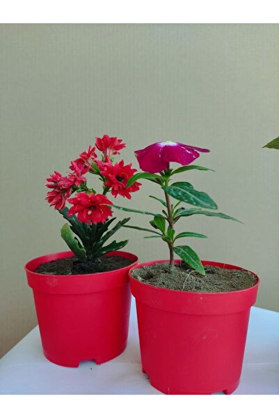 Nura Botanik 2'Li Set Kırmızı Kalanşo+Kırmızı Rozet Çiçeği