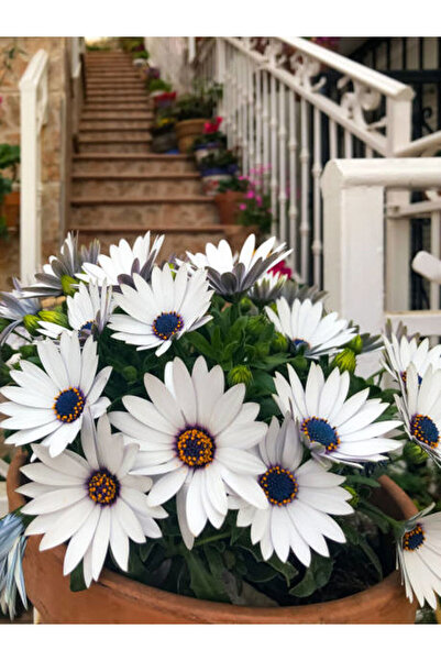 Gardenbox Videolu Beyaz Bodrum Papatyası Çiçeği Fidanı 20-35 Cm Saksılı Çiçek...