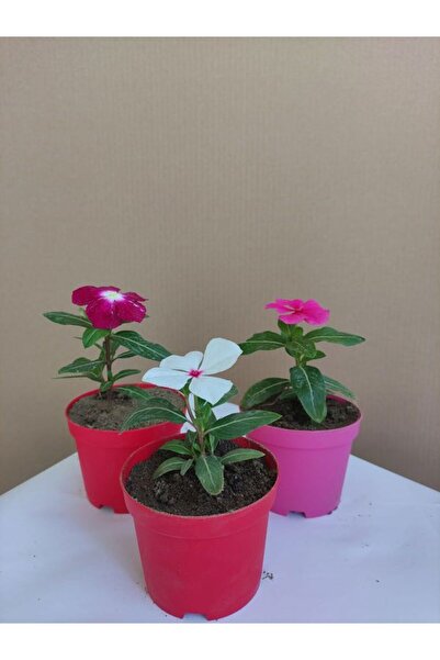 Gardenbox 3'Lü Rozet Çiçeği Seti Mor+Beyaz+Pembe Renkli (5-10 Cm) İç/Dış Meka...
