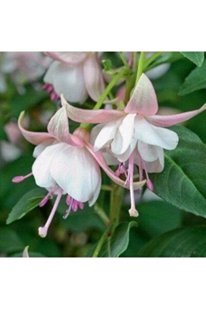 Nura Botanik Saksılı Beyaz Küpeli Çiçeği ( 12 Cm'lik Saksıda )