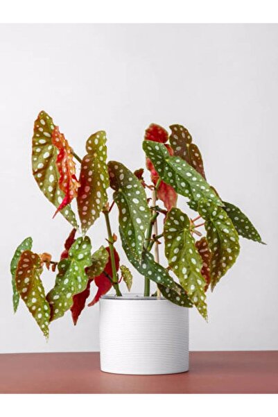 Nura Botanik Ithal Begonia Maculata / Çilli Begonya - Ev Salon Ve Ofis Bitkisi