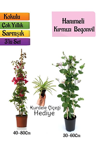 Nura Botanik Kırmızı Begonvil+Kokulu Hanımeli Çiçeği+Kurdele Çiçeği Hediyeli ...