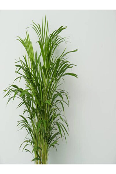 Gardenbox Areka Palmiyesi 100 -120cm Areka-palmiyesi 4-5 Litrelik Saksıda Iç ...
