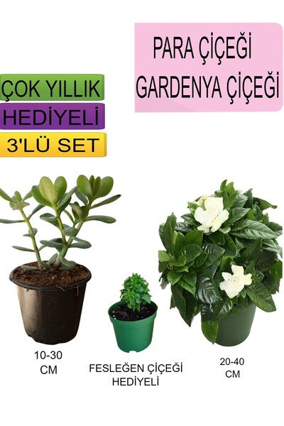 Nura Botanik 3'Lü Set Para Çiçeği+Gardenya Çiçeği+Hediyelik Fesleğen