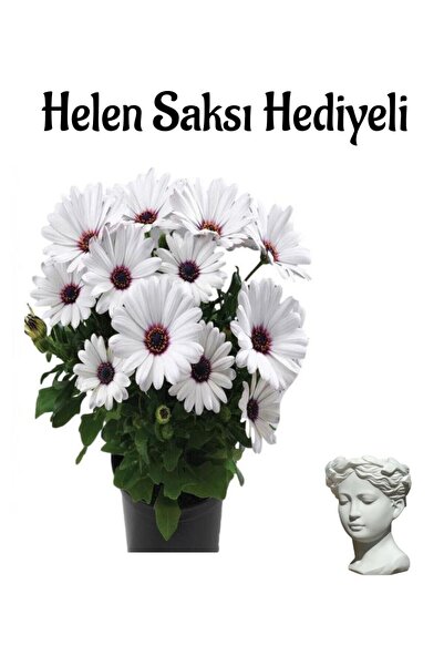 Gardenbox Hediyelik Beyaz Bodrum Papatyası Sevgililer Gününe Özel Helen Saksı...