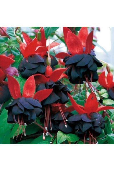 Gardenbox Küpe Çiçeği Fidanı Göbeği Siyah