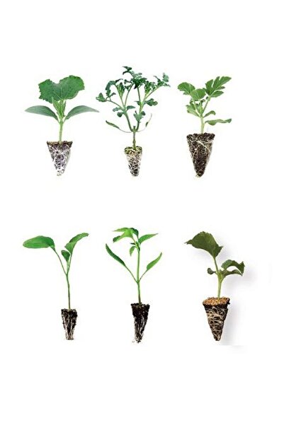 Gardenbox Sebze Fidesi Setİ KARIŞIK 20 Adetli (Salatalık-Domates-Karpuz-Patlı...