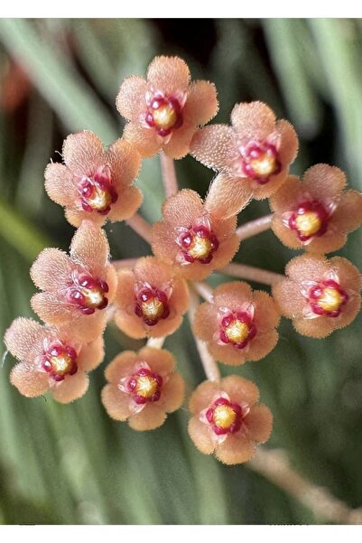 PLANT Hoya Minutiflora Mum Çiçeği
