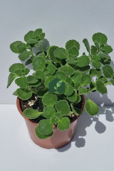 EGET Küba Kekiği (Plectranthus amboinicus (Lour.) Spreng)