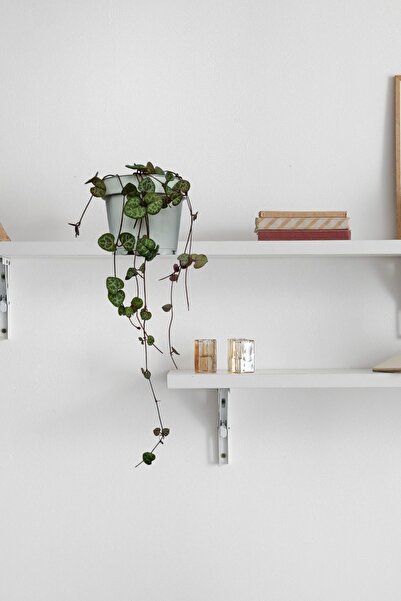 EGET Kalp Kalbe Karşı Çiçeği (ceropegia Woodii) - Beyaz Saksılı