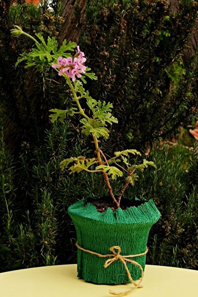 Pelargonium graveolens