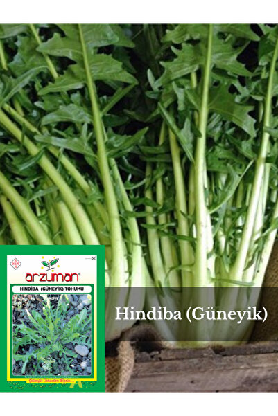 Arzuman Tohum Hindiba (Güneyik) Marul Tohumu 5 Gram