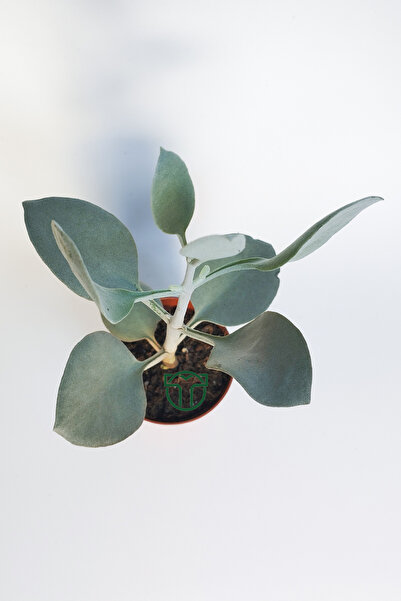 Toptan Kaktüs Kalanchoe Bracteata (Hildebrandtii) gümüş kaşık sukulent