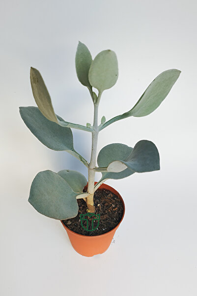 Toptan Kaktüs Kalanchoe Bracteata (Hildebrandtii) gümüş kaşık sukulent