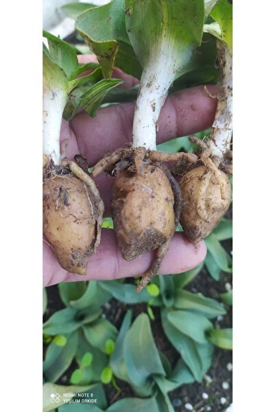 Genel Markalar Orchis Sancta Salep Yumrusu 25 Adet