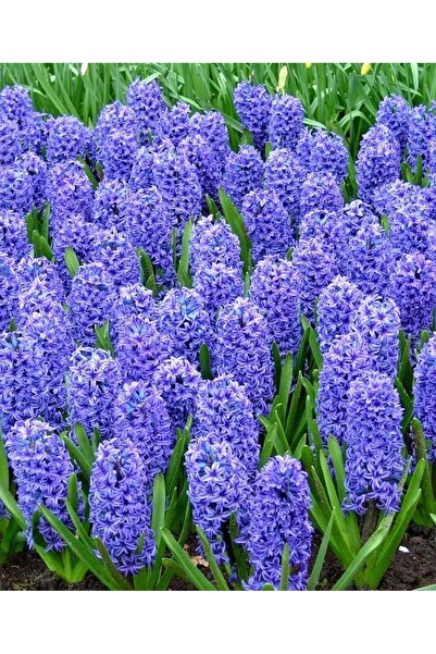 ŞAFAK PEYZAJ TOHUMCULUK Mor Kokulu Sümbül Soğanı 4 Adet