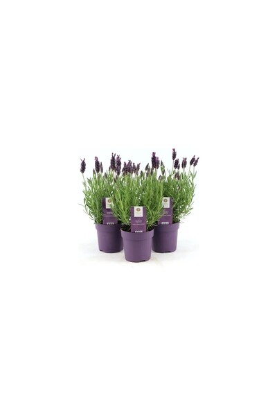 Lavender Seedling Lavandula Angustifolia 10-20 cm
