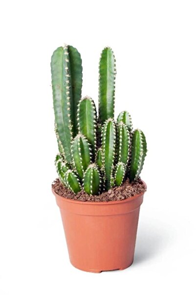 The Best Online Thebestonline Cereus Peruvianus Florida - Radyasyon Emici Kaktüs Sukulent - 5.5 Cm, Canlı Bitki