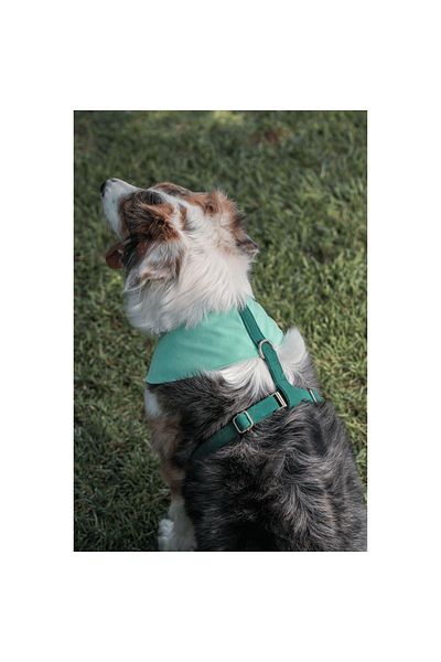 GoPawGo Shelby Soft Dog Collar - Comfortable and Stylish