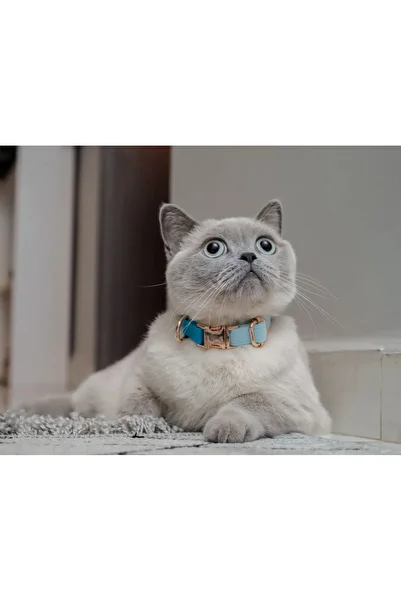 GoPawGo Charmed Roxie Cat Collar
