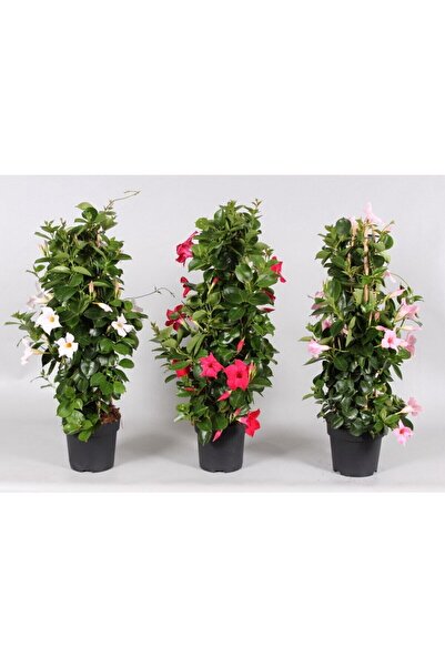 Gardenbox Mandevilla Sarmaşığı 3'lü Set 50-60cm
