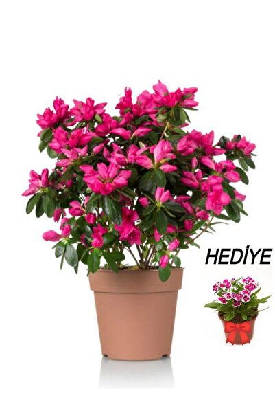 serada decor & plant Videolu Anneler Gününe Özel Hüsnüyusuf Hediyeli Açelya B...