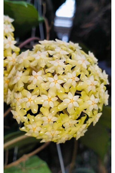 PLANT Hoya Verticillata Tanggamus Wayang Mum Çiçeği