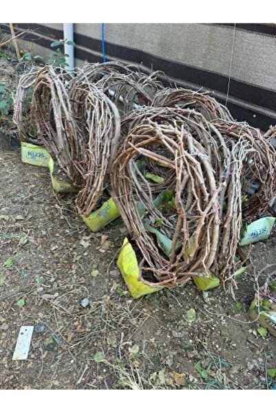 ASES 5 YAŞ ,5-7 M BOYUNDA ÇEKİRDEKSİZ SULTANİYE ÜZÜM FİDANI