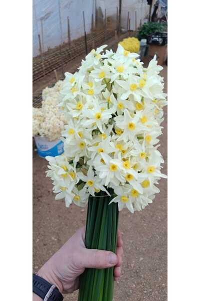 LOBELYA TOHUMCULUK Nergis çiçeği beyaz sarı kokulu 50 adet demetli