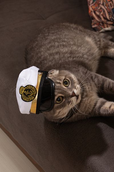 RAIKOU Halloween Pet Sailor Hat