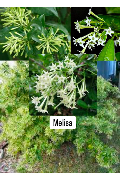 Birtutamrenk Melisa Kolonya Parfüm Çiçeği Gece Yasemini 5adet tohum