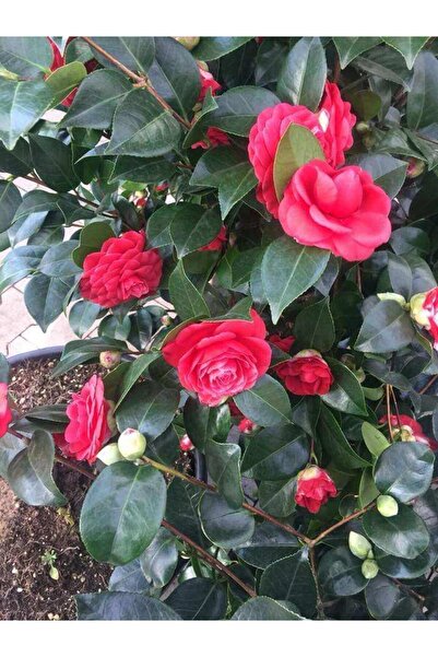 peyzajyagmur Kamelya Çiçeği Kırmızı